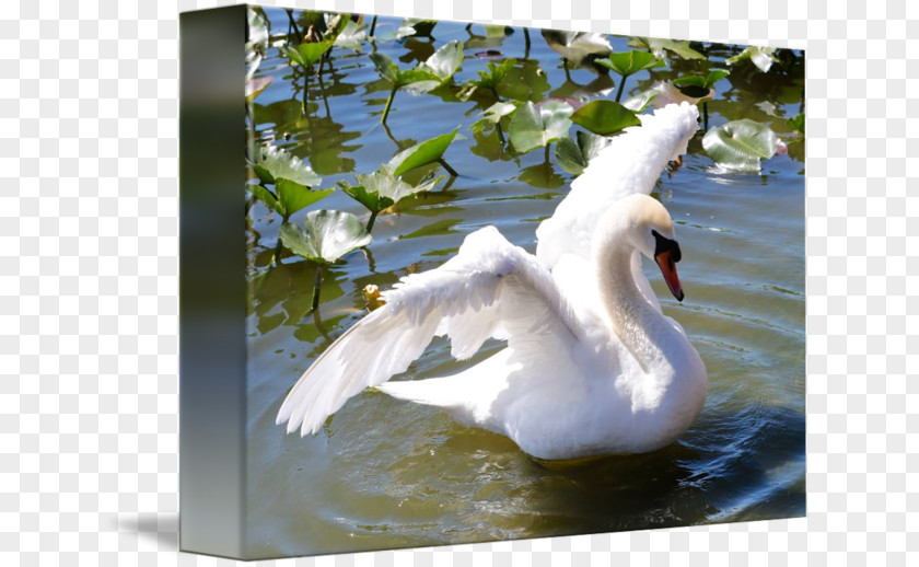 Duck Cygnini Gallery Wrap Pond Canvas PNG