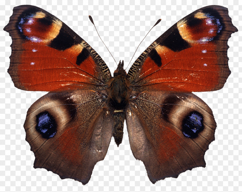 Peacock Butterfly Stock Photography PNG