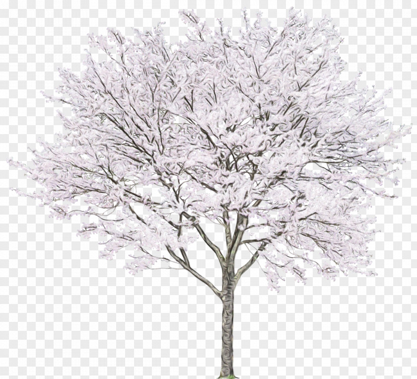 Trunk Drawing Tree Woody Plant Branch Twig PNG