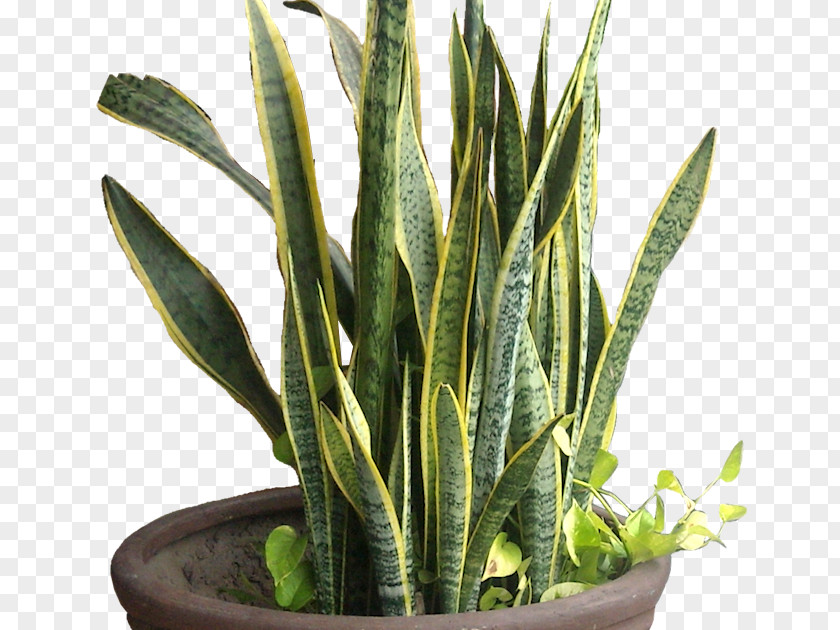 Viper's Bowstring Hemp Sansevieria Cylindrica Tropical Africa PNG