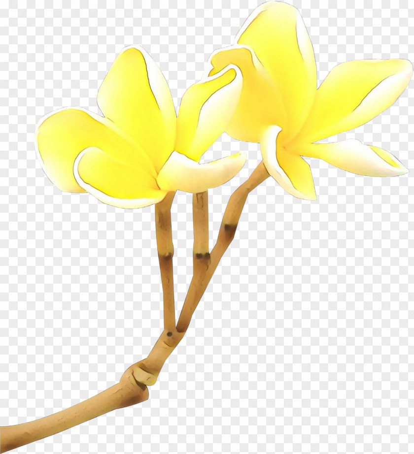 Cut Flowers Flowering Plant Yellow Flower Clip Art Petal PNG