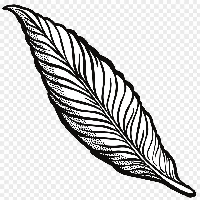 Quill Ausmalbild Feather Drawing Clip Art PNG