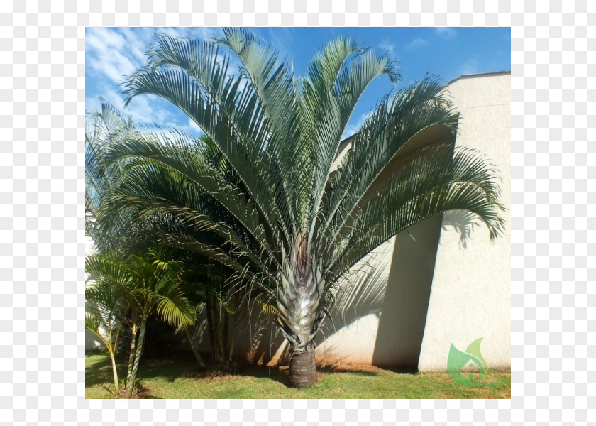 Babassu Dypsis Decaryi Bismarckia Garden Ornamental Plant PNG