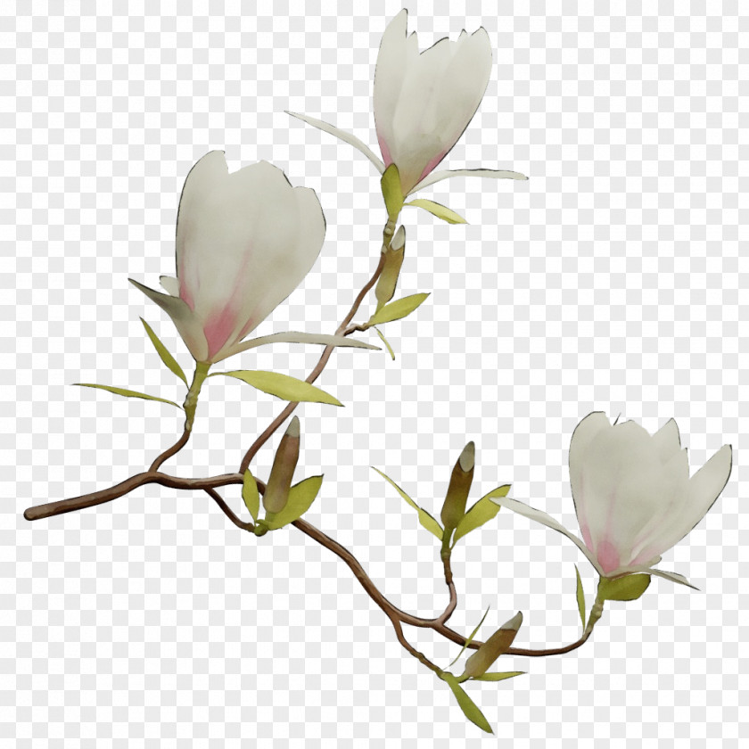 Bud Twig Family Tree Background PNG