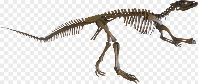 Gorge Velociraptor Tyrannosaurus Extinction Terrestrial Animal PNG