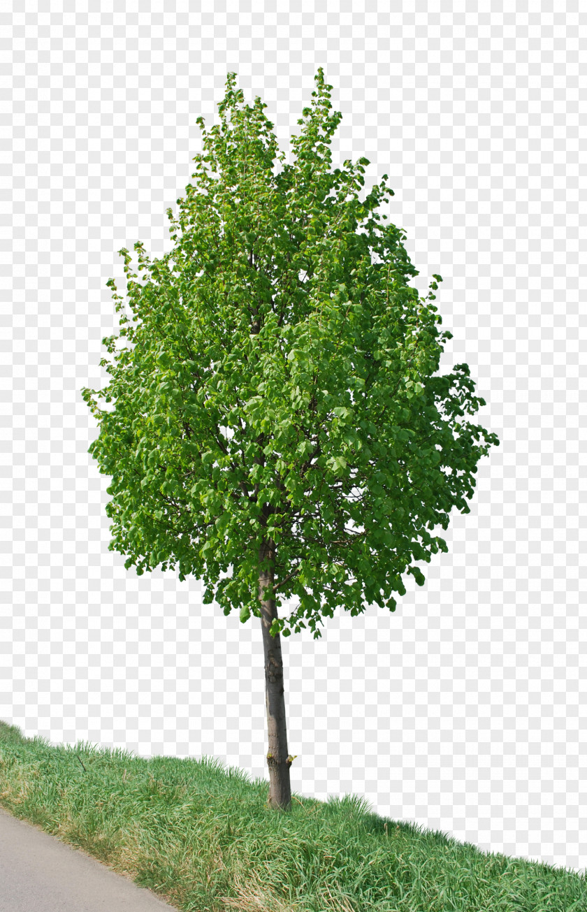 Tree Photography PNG