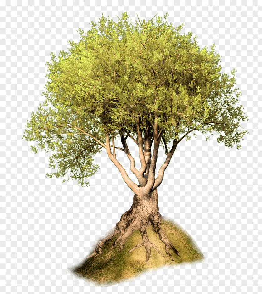 Trees Myshkin Fairy Tale Dots Per Inch PNG