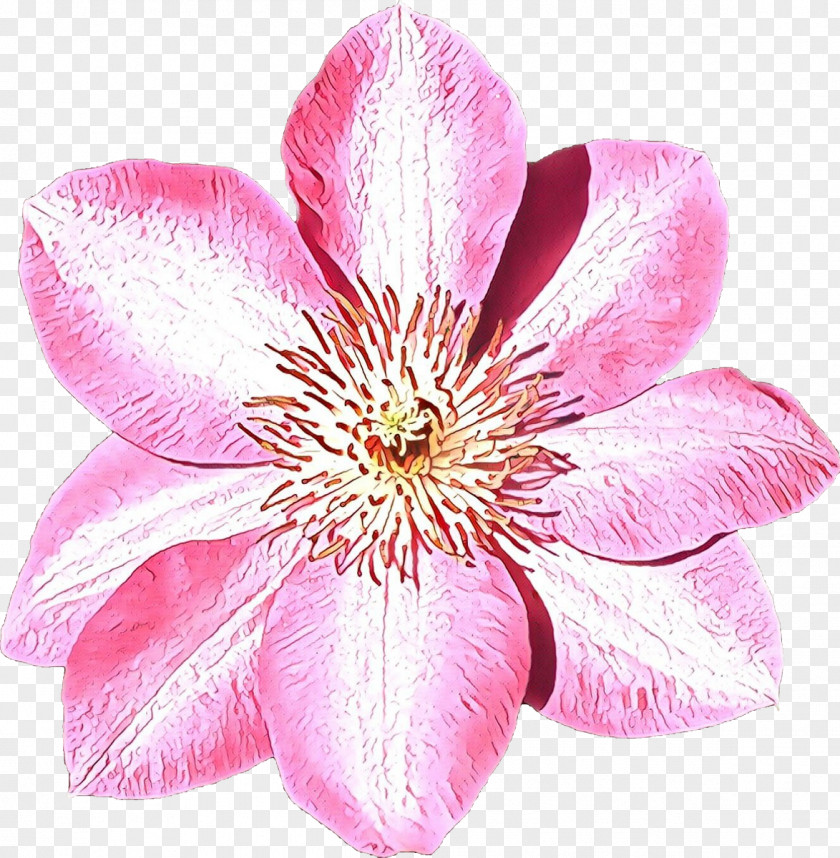 Wildflower Clematis Flower Flowering Plant Petal Pink PNG