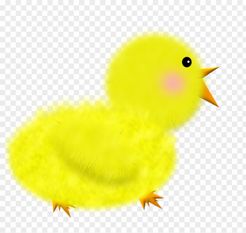 Yellow Chick Chicken Bird PNG