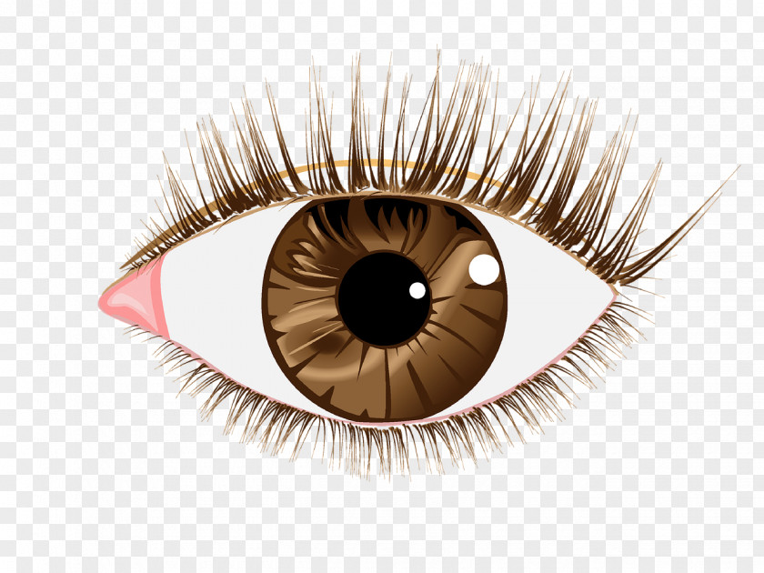 Eye Eyelash Extensions Clip Art Image PNG