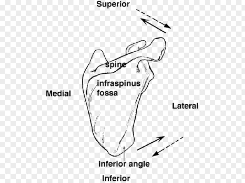 Line Angulus Lateralis Scapulae Finger Glenoid Cavity Rotation PNG