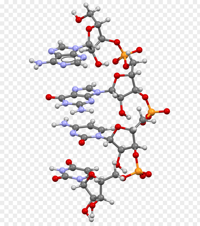 Nucleobases Rna Protein Biosynthesis Transfer RNA Guanosine Triphosphate PNG