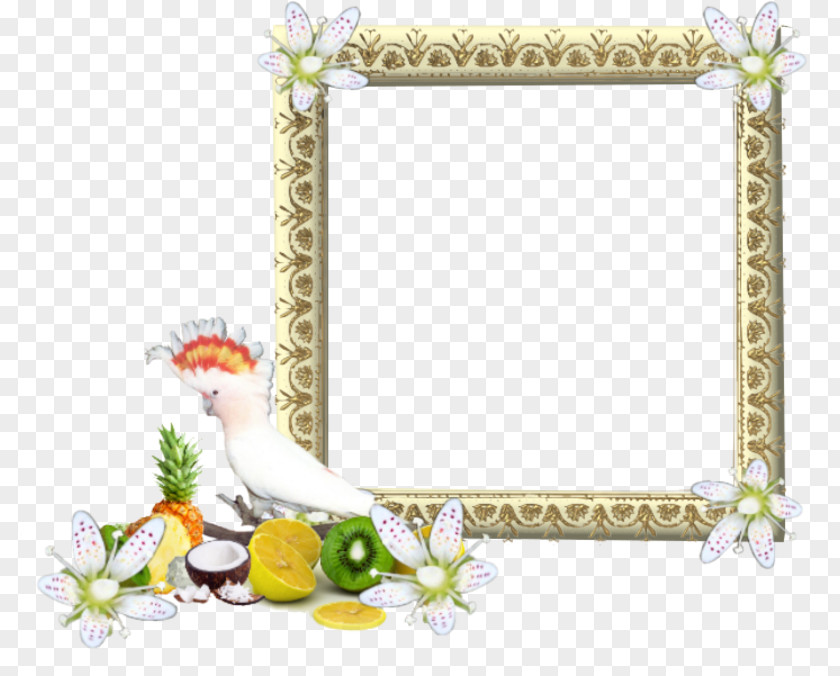 Photo Montage Picture Frames PNG