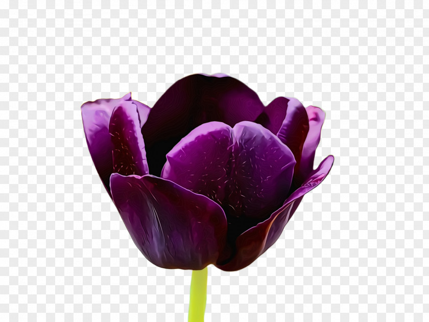 Tulipa Humilis Lily Family Flower Flowering Plant Purple Petal Tulip PNG