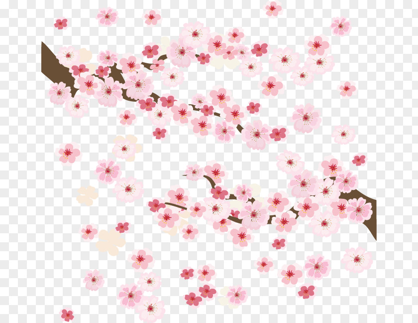 Beautiful Cherry Blossoms Blossom Clip Art PNG