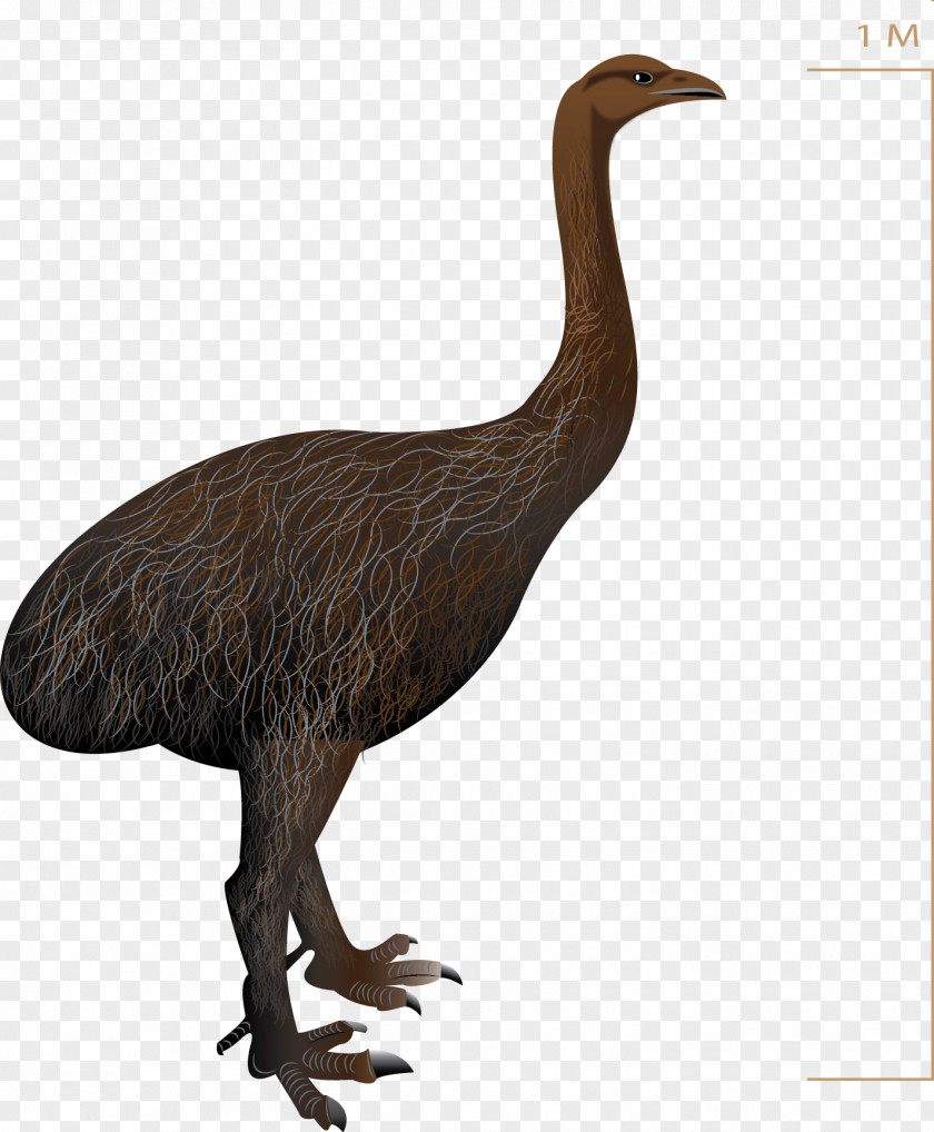 Bird Common Ostrich Emu Upland Moa Pachyornis PNG