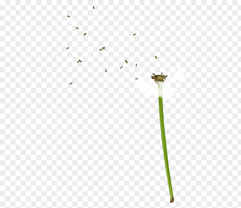 Dandelion Drawing Twig Plant Stem Leaf Line Flower PNG