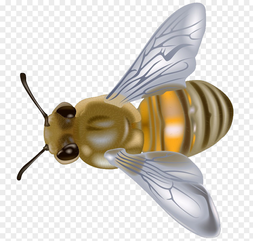 Honey Bees Images Western Bee Clip Art PNG