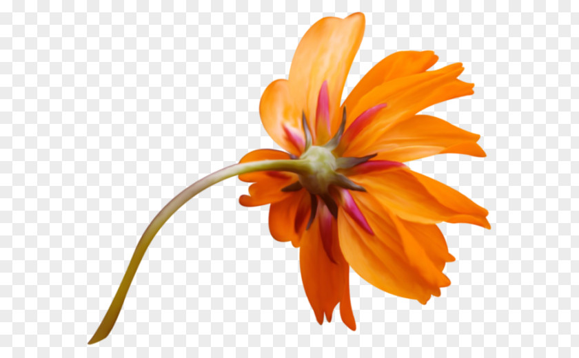 Image Orange Vector Graphics Flower PNG