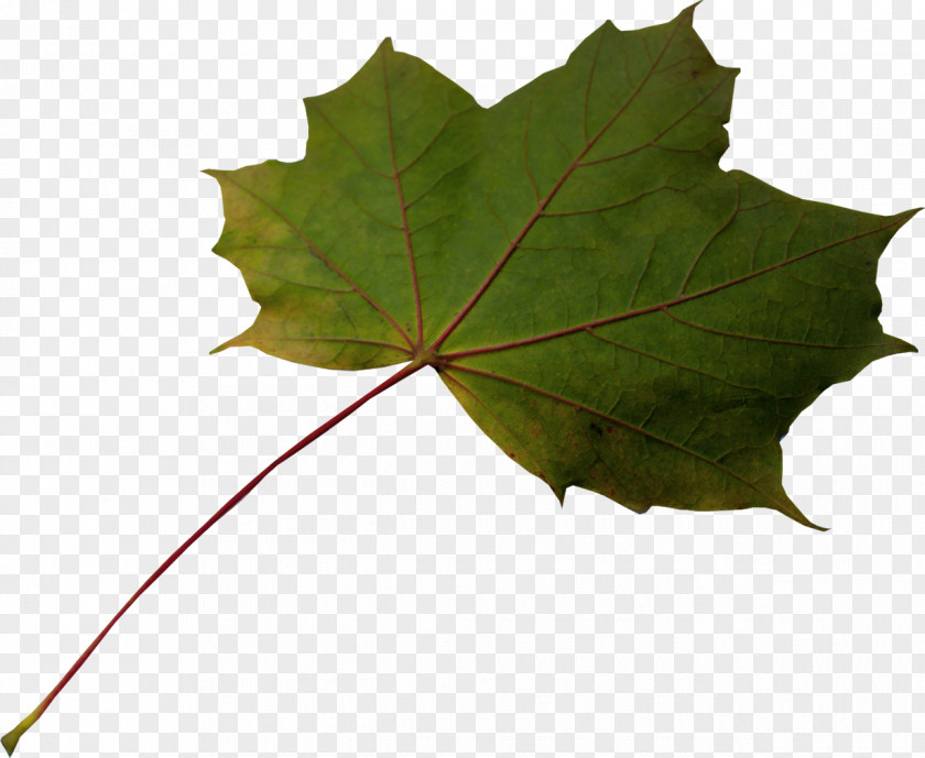Leaf Maple Plane Trees PNG