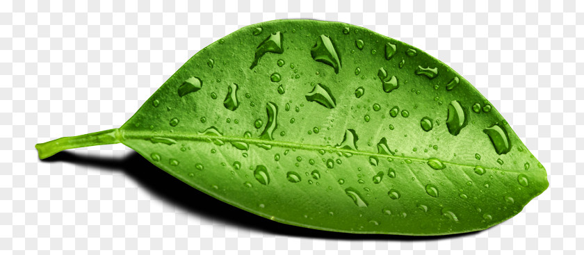 Mint Leaf With Water Dew Moisture PNG