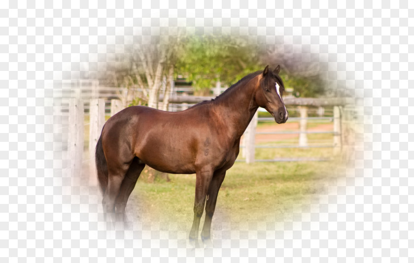 Mustang Mare Stallion Foal Colt PNG