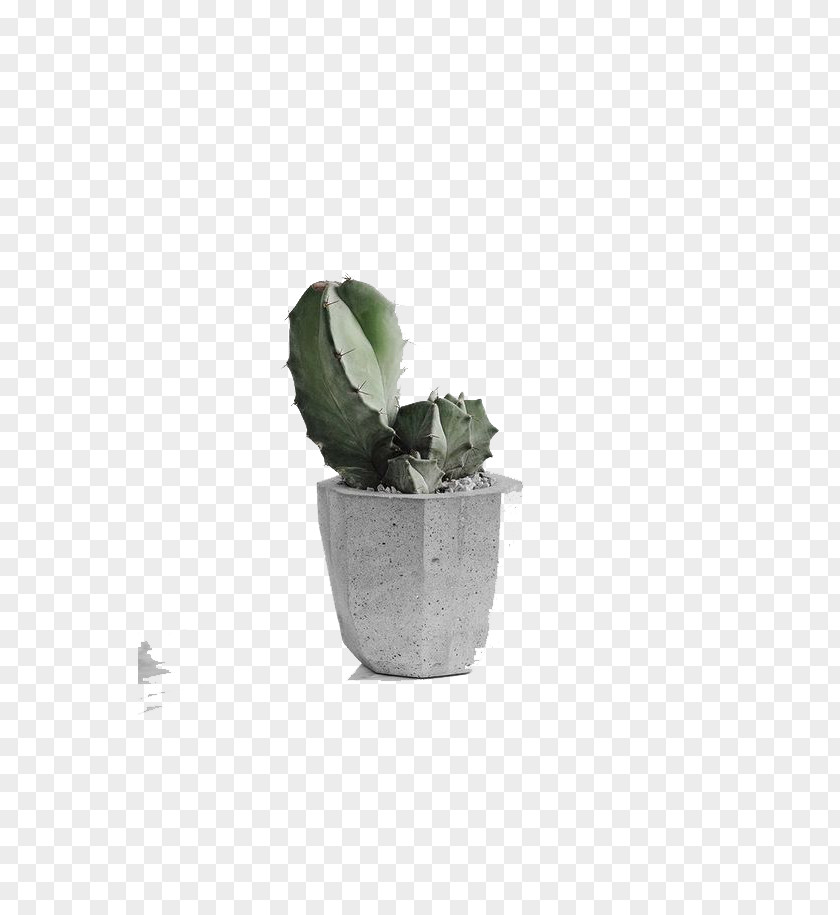 Potted Cactus Cactaceae Download Google Images Computer File PNG