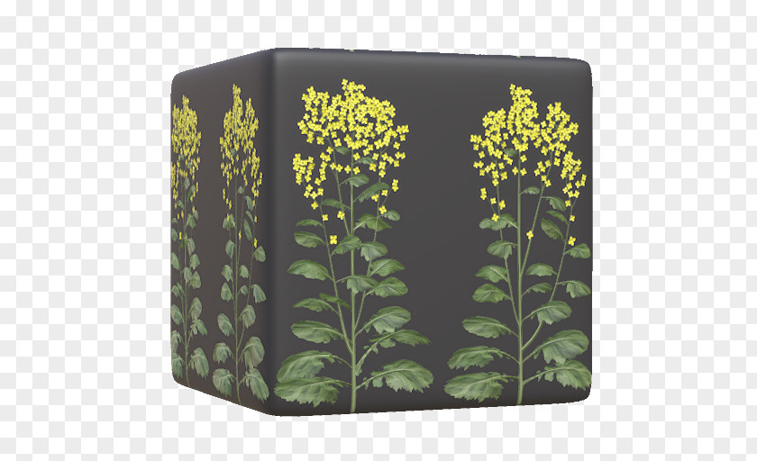 Canola Flower Herb PNG