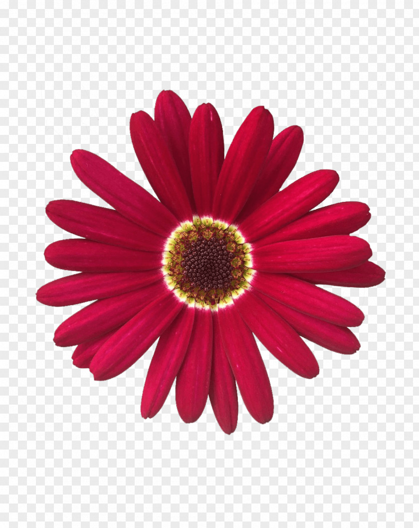 Chrysanthemum Transvaal Daisy Marguerite Common Flower PNG