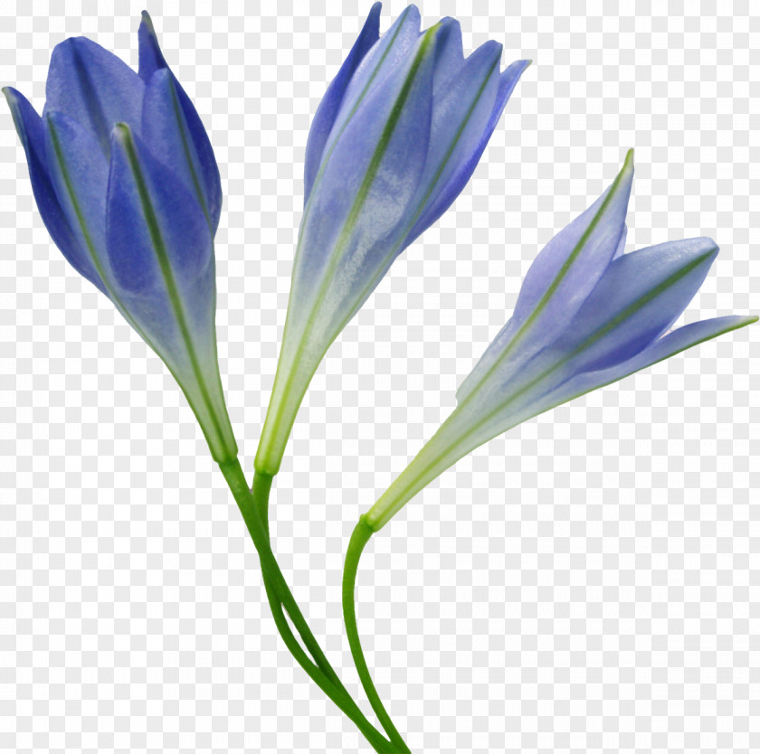 Bell Cut Flowers Purple Plant Petal PNG