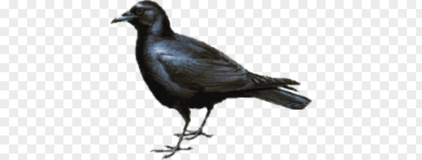Bird American Crow New Caledonian Tux Paint PNG