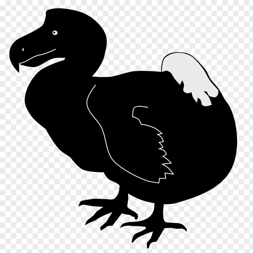 Duck Bird Dodo Cygnini PNG