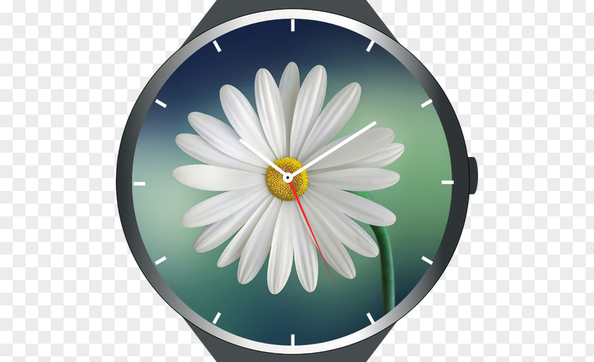 Flower Desktop Wallpaper Mindfulness Part 2 | The Practice Floristry Common Daisy PNG