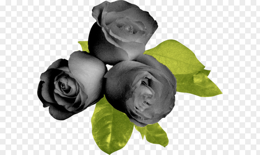 Flower Garden Roses Black Beach Rose PNG