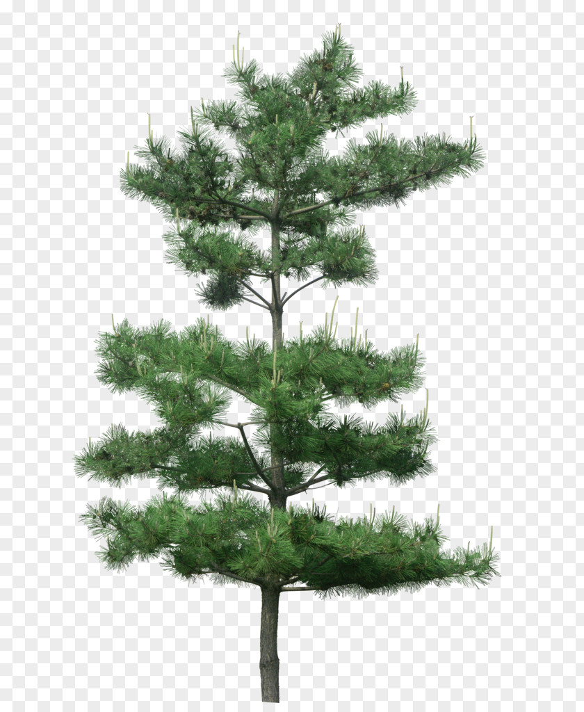 Green Pine Tree Decoration Pattern PNG