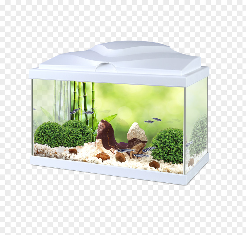 Light Light-emitting Diode Siamese Fighting Fish Aquariums PNG