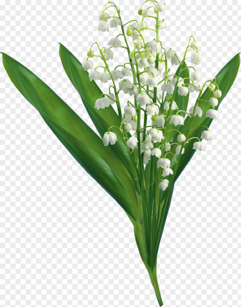 Lily Of The Valley Text Flower Clip Art PNG