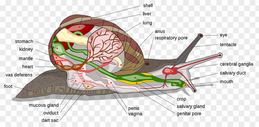 Ribbon Cutting Land Snail Anatomy Gastropods Cornu Aspersum PNG
