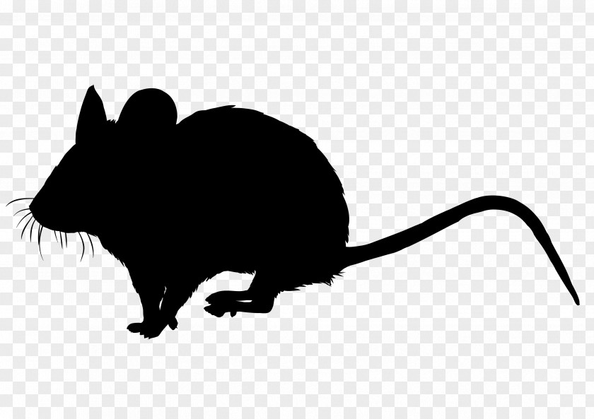 Whiskers Computer Mouse Clip Art Snout Fauna PNG