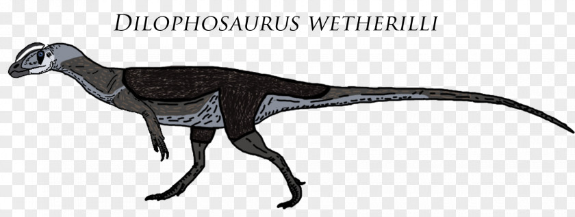 Youtube Dilophosaurus Sinemurian Velociraptor Theropods Chilesaurus PNG