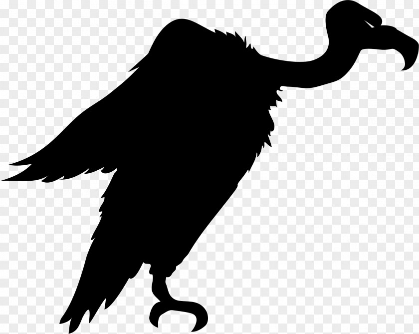 Animal Silhouettes Turkey Vulture Bird Clip Art PNG