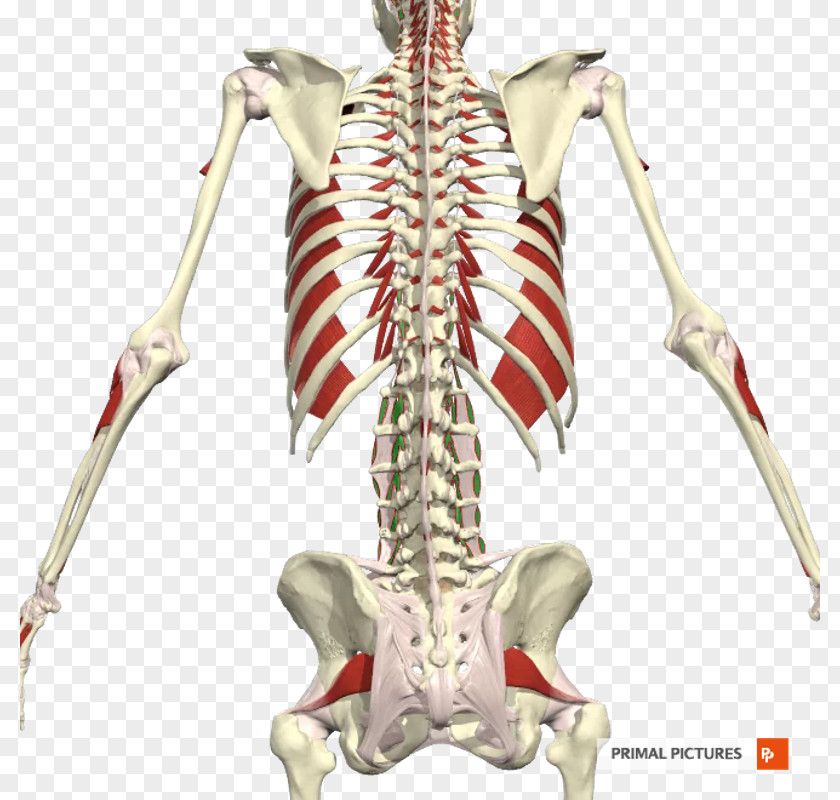 Erector Spinae Muscles Intertransversarii Vertebral Column Transversospinales PNG