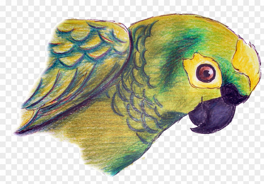 Feather Macaw Parakeet Drawing Beak PNG