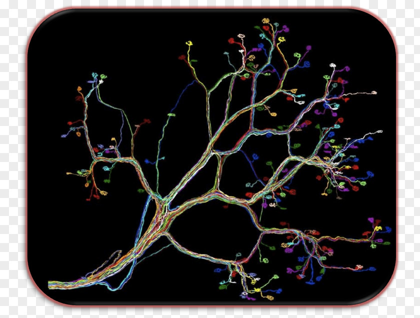 Human Connectome Neural Circuit Neuron PNG