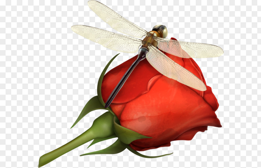 Painting Dragonfly PNG