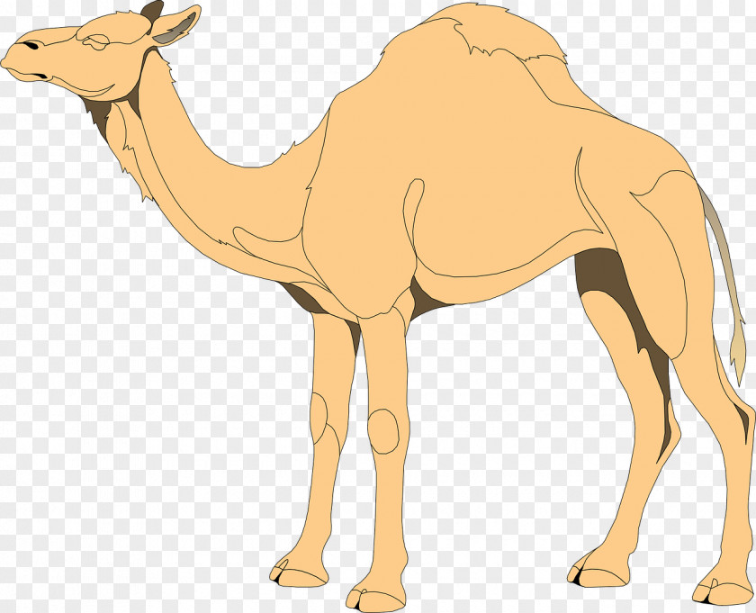 Ramadan Camel Bactrian Dromedary Clip Art PNG