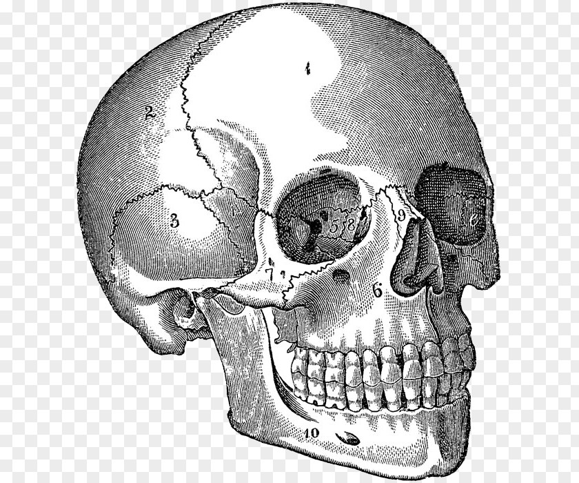 Skull Human Anatomy Body Drawing PNG