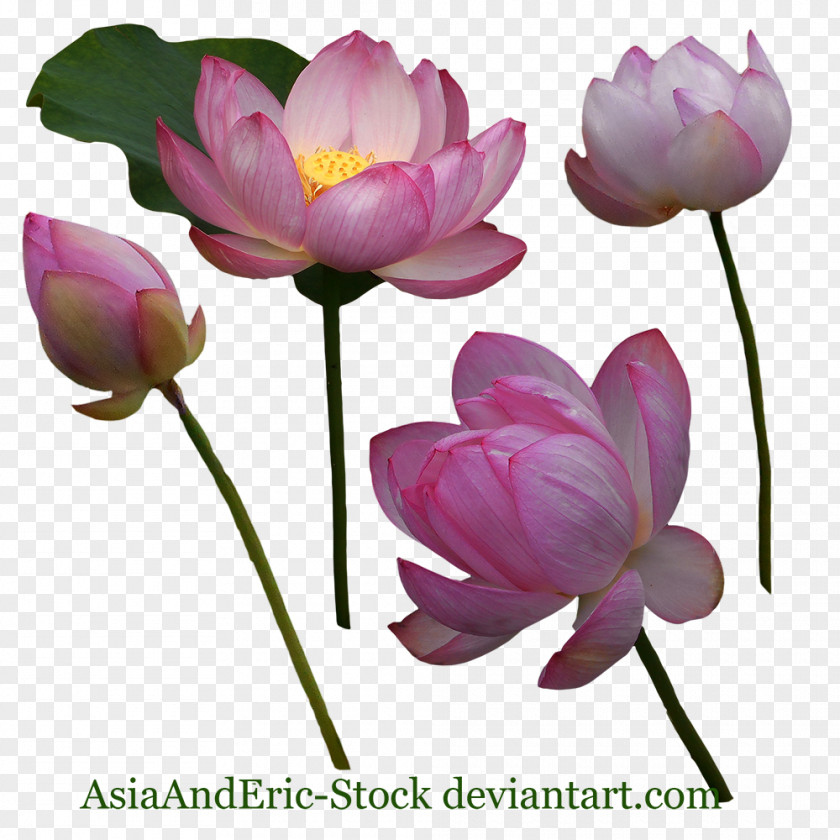 Water Lilies Cut Flowers Lilium Tulip Plant Stem PNG