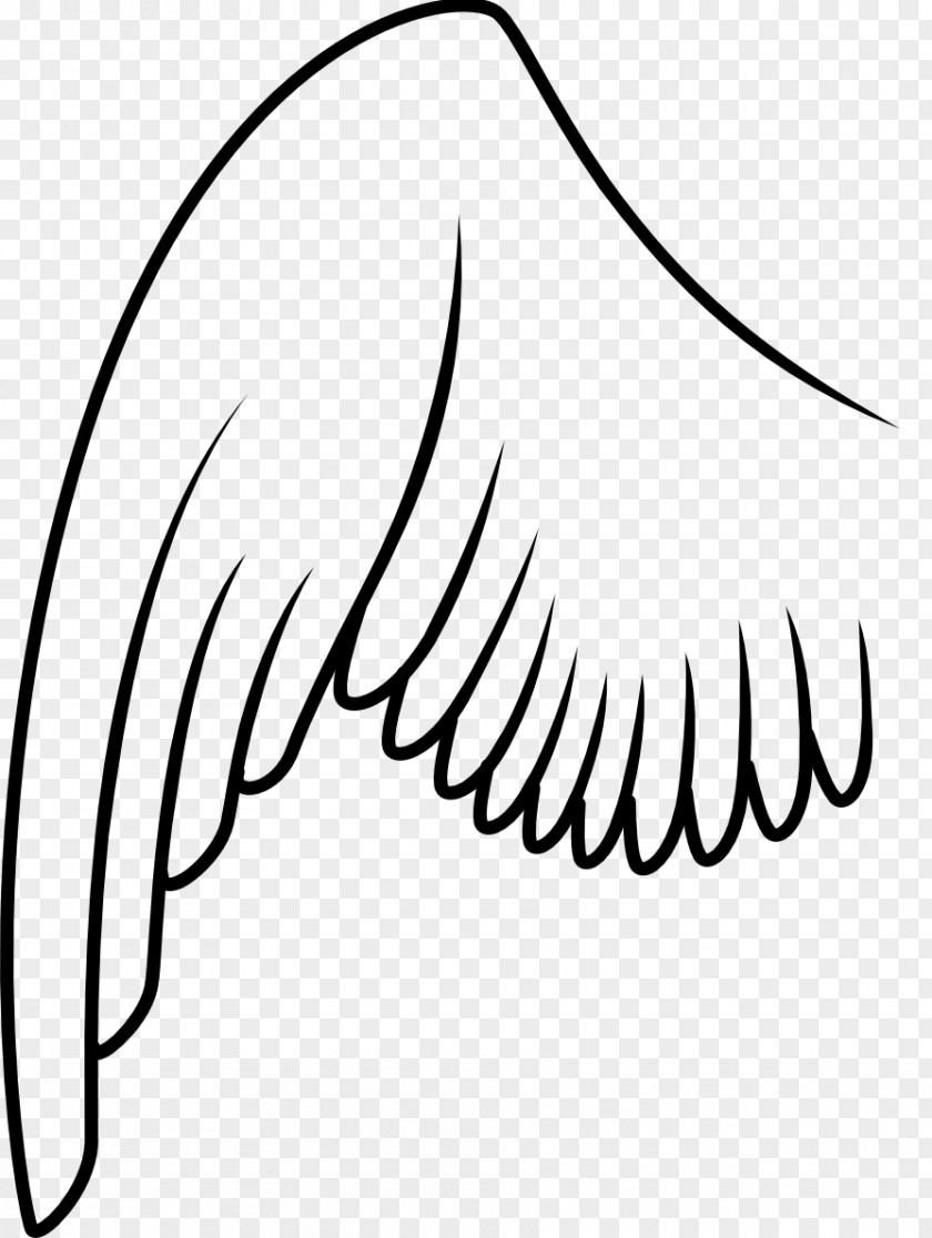 Bird Wing Columbidae Clip Art PNG