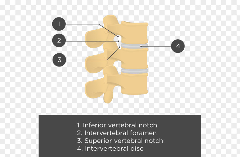 Cervical Vertebra Atlas Joint Lumbar Vertebrae Vertebral Column Anatomy PNG
